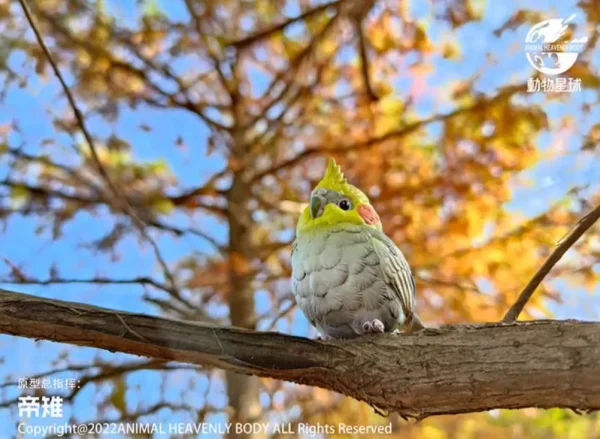 動物星球-心寬體胖鳥類特別篇_玄鳳鸚鵡（原始灰）