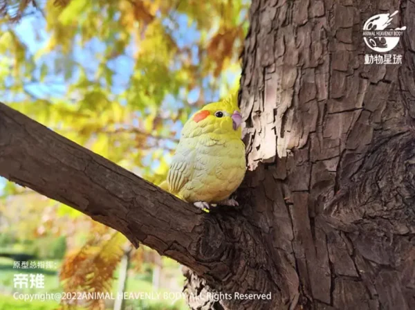 動物星球-心寬體胖鳥類特別篇_玄鳳鸚鵡（黃化）